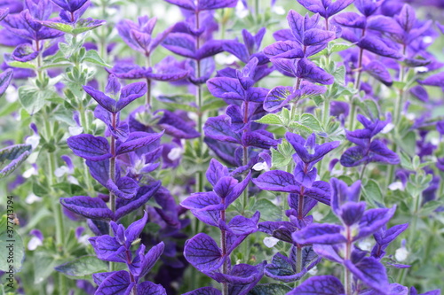 flowers in the garden