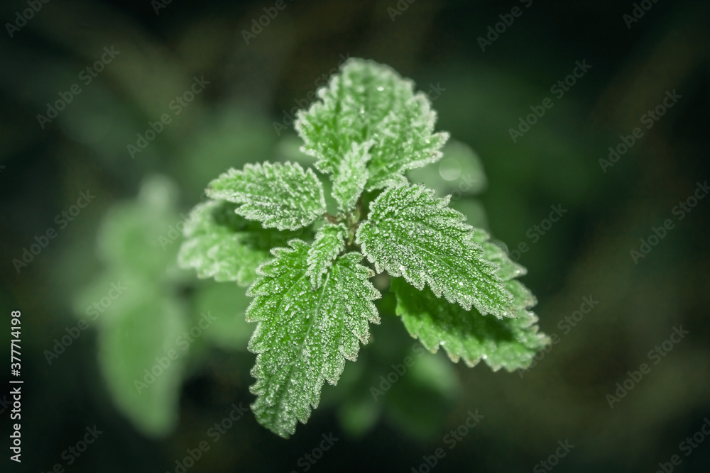 Frozen dew on the leaves of the plant. Green leaves of lemon balm Frozen dew on the leaves of the plant. Green leaves of lemon balm