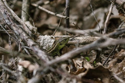 Zielona jaszczurka na tle liści i patyków
