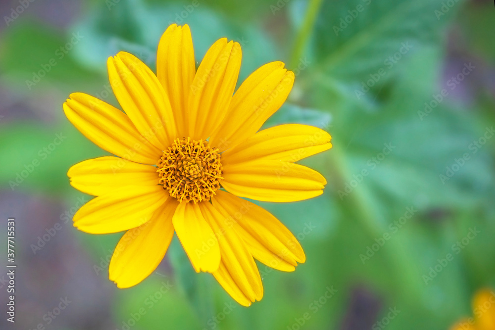 Yellow flower on green background. Lone flower. Flower with yellow petals Yellow flower on green background. Lone flower. Flower with yellow petals