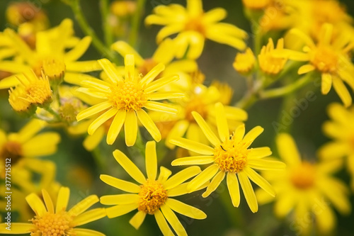 Beautiful yellow field flowers. Flowers that grow in the field