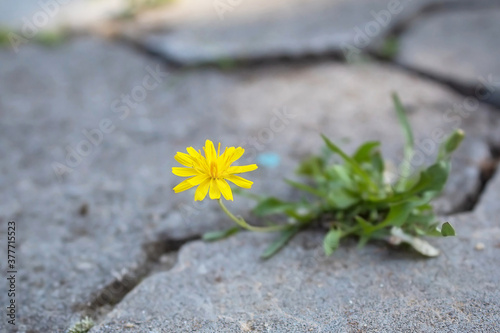 Yellow flower makes its way through the concrete. Cracks on asphalt