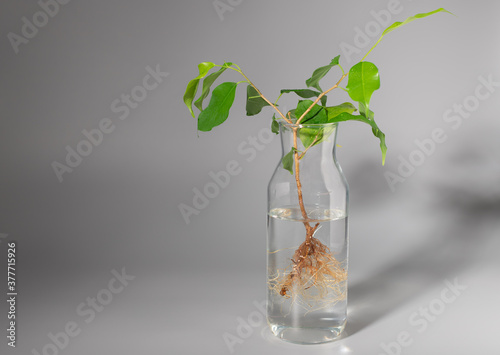 transparent bottle with water and ficus benjamin sprout with roots, ready to be planted in soil. Houseplant growing. place for text. Gray background. selective focus
