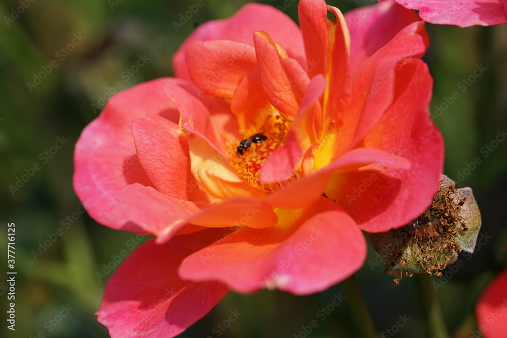 insekt auf der pink Blume