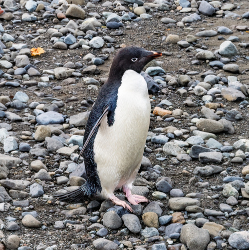 Adelie Penguin Frei Station Antarctica
