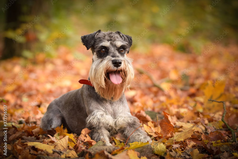 Schnauzer is lying in nature around are leaves. She is so cute dog.