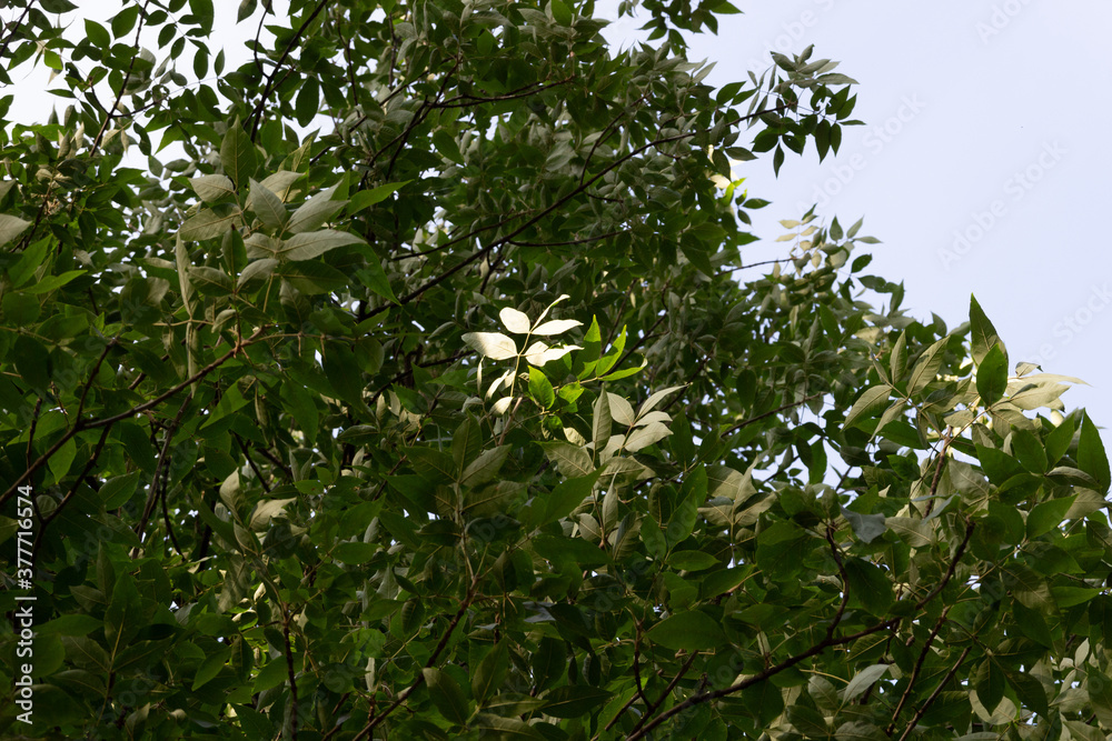 Obraz premium Lightened with sun ash tree leaf among dark green foliage with blue sky
