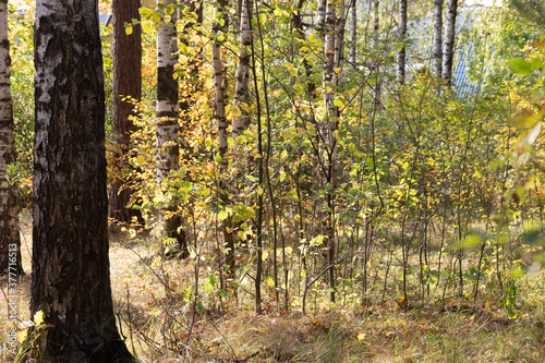 Fototapeta Naklejka Na Ścianę i Meble -  Bright sunny september day and path in the forest
