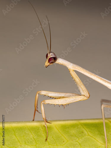 Brazilian Mantid of the Genus Oxyopsis photo