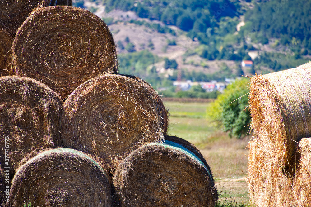 Summer photo of Rounded hay bales Summer photo of Rounded hay bales