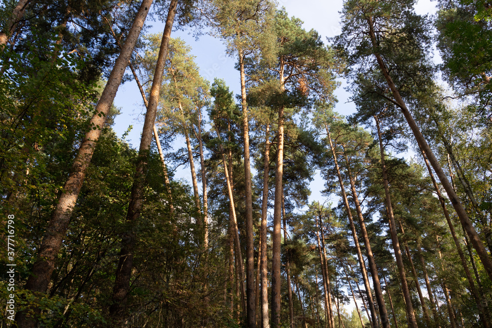 Fototapeta premium Pine trees trunks growing with different angles in autumn forest with blue sky