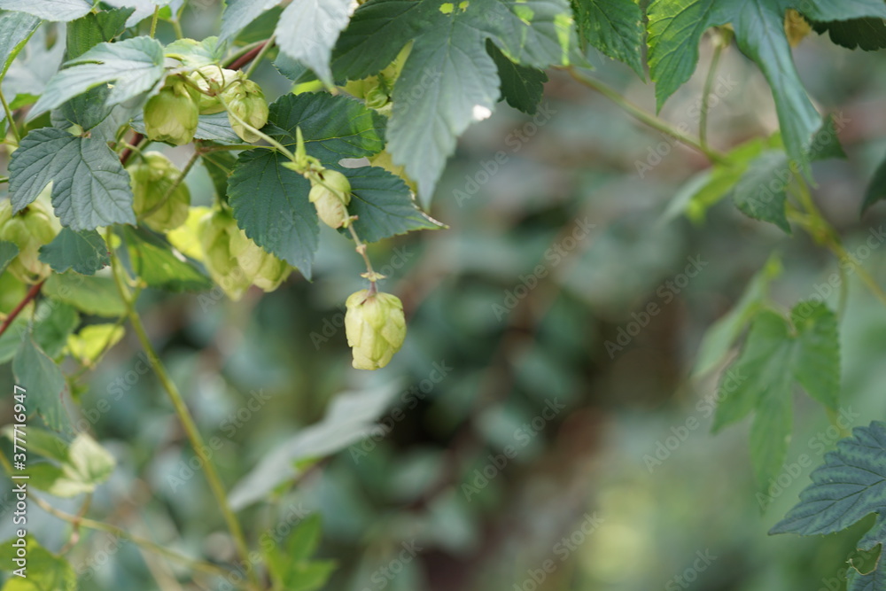 green oak leaves green oak leaves