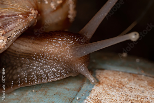 African Giant Snail of the species Lissachatina fulica photo