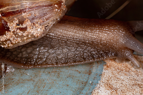 African Giant Snail of the species Lissachatina fulica photo