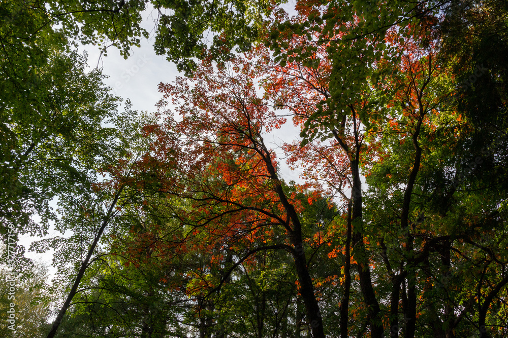 Red and green leaves on forest trees in sunny september day