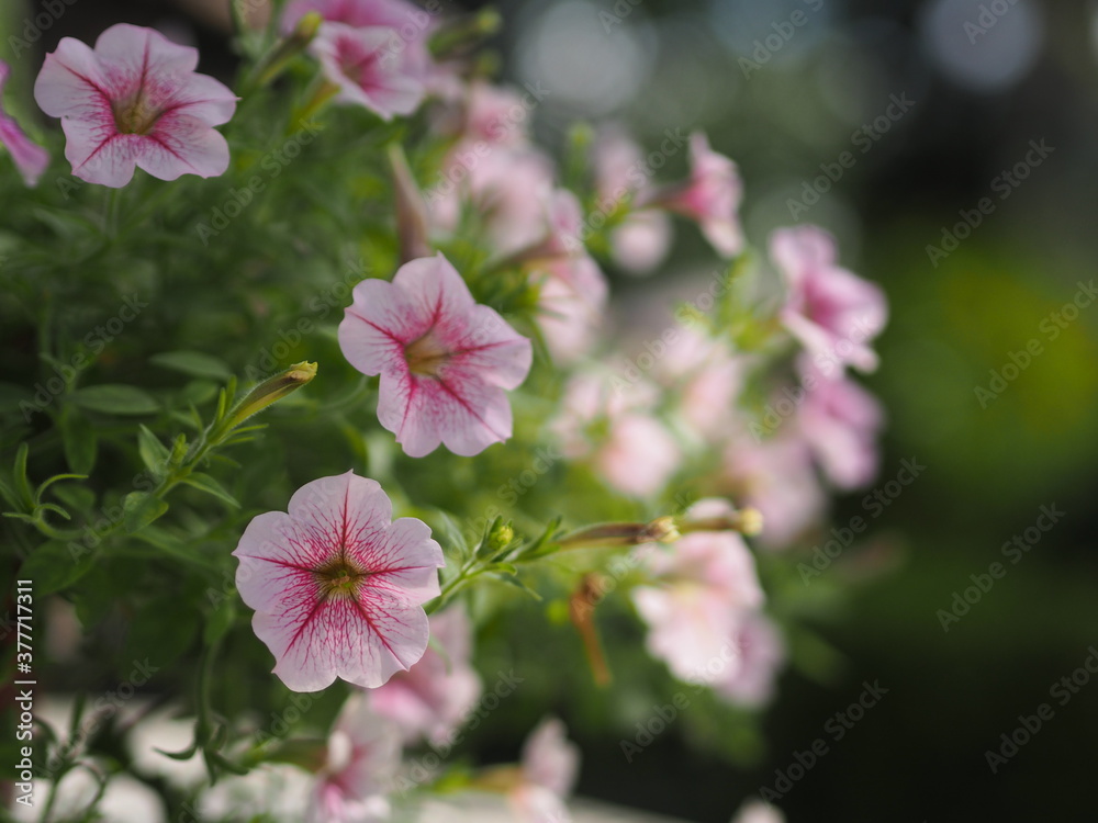 Obraz premium Wave pink Cascade color, Family name Solanaceae, Scientific name Petunia hybrid Vilm Large petals single layer Grandiflora Singles flower in plastic pot blooming in garden on blurred nature background