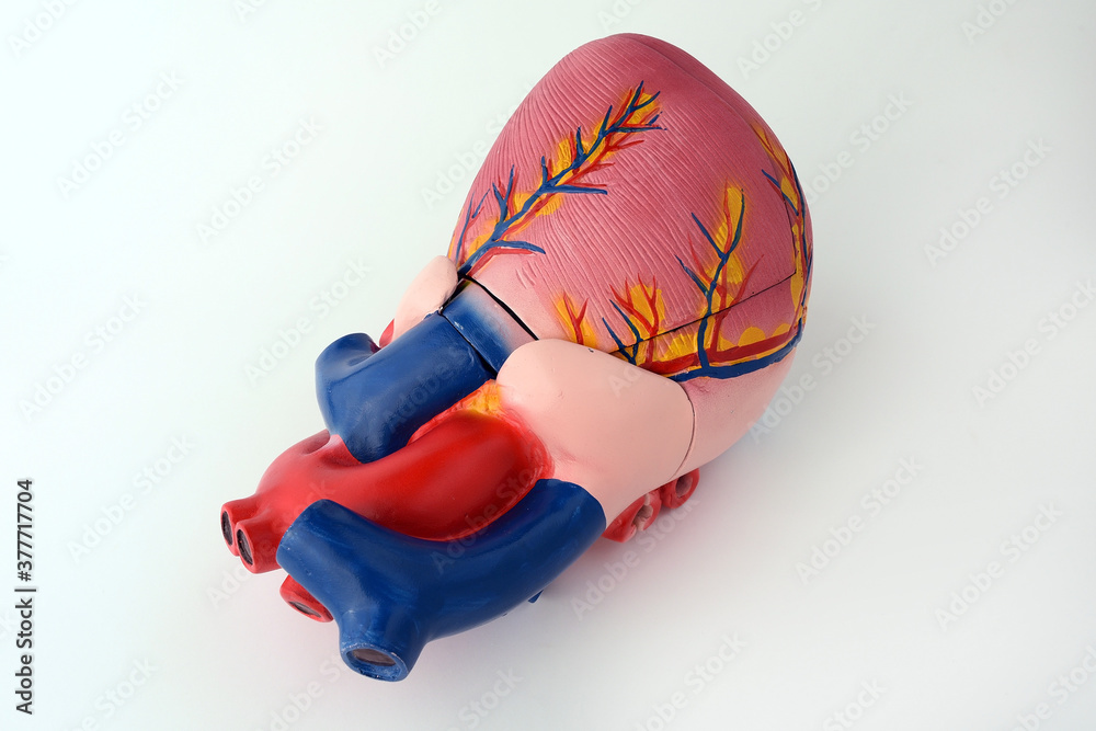Mock up of a human organ heart isolated on white background. copy space. no people. Anatomical structure, physiology of the heart, cardiovascular system, medicine, education, anatomy concept