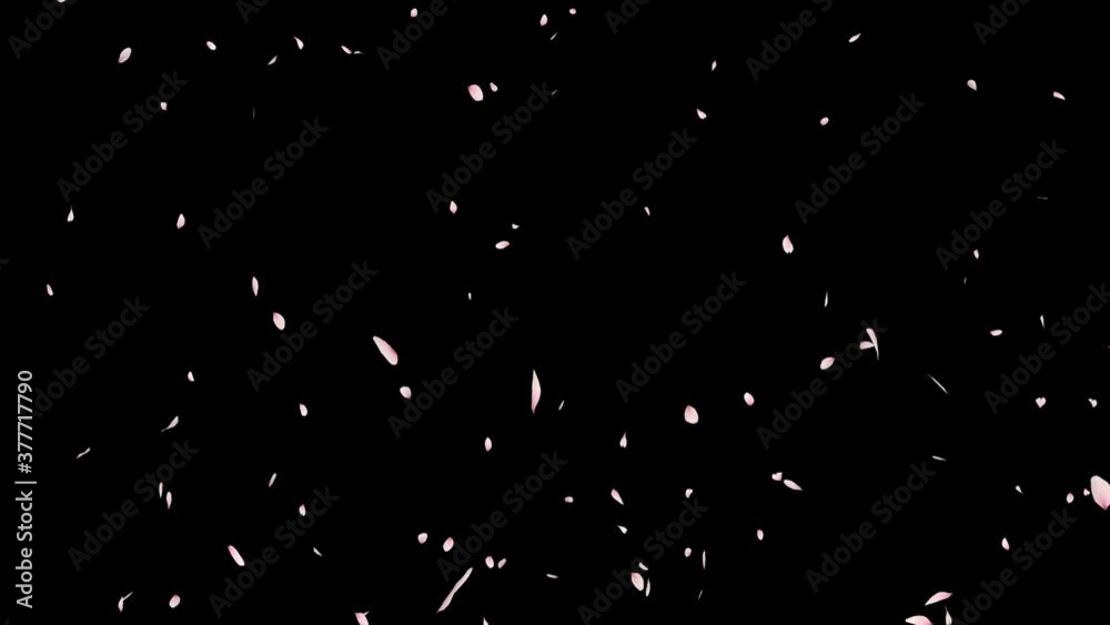 Falling Cherry Blossom Loop. Fall seamless loop animation with alpha channel. Falling Cherry Blossom Loop. Fall seamless loop animation with alpha channel.