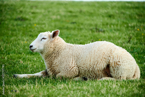 Ein Schaf liegt entspannt auf dem Deich