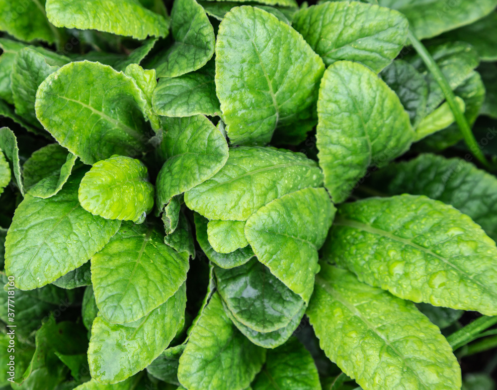 Bright leaves primula or primrose. Traditional medicine. An ingredient for spring salad with vitamins. Close up Bright leaves primula or primrose. Traditional medicine. An ingredient for spring salad with vitamins. Close up