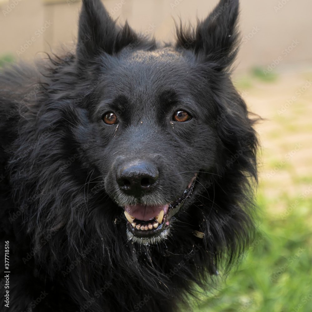 Close-up portrait of a simple, funny but smart mongrel dog