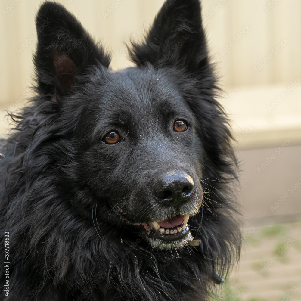 Close-up portrait of a simple, funny but smart mongrel dog Close-up portrait of a simple, funny but smart mongrel dog