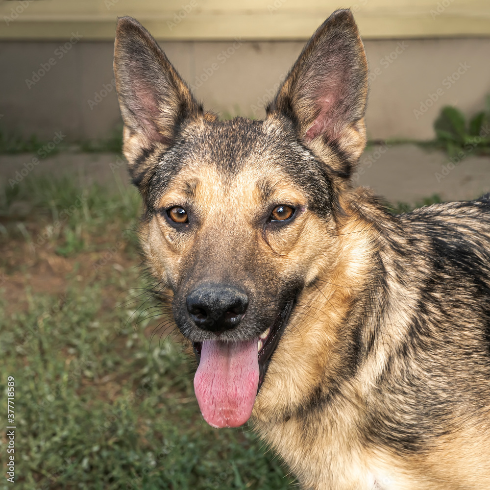 Close-up portrait of a simple, funny but smart mongrel dog