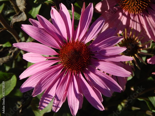 Pink-red gerbera flower close up