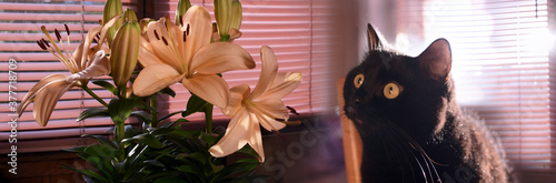 black cat and bouquet of yellow lilies on veranda window