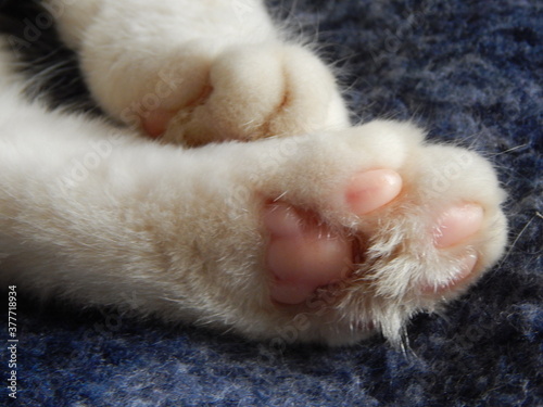 Soft tender fluffy cat paws with pink pads close-up