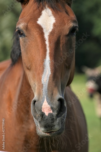 portrait of a horse © Ulf