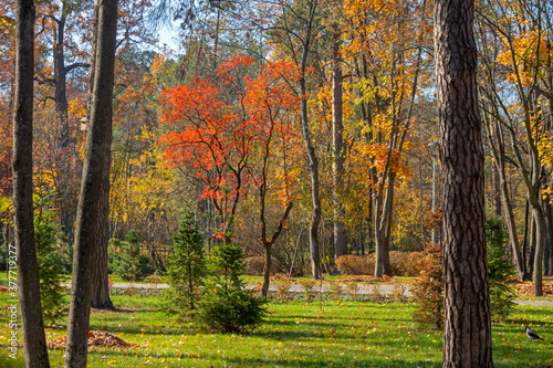 Autumn natural background. Colorful golden and red foliage in the autumn park. Beautiful high trees. 