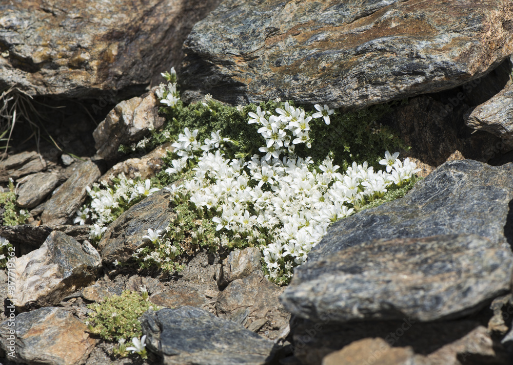 Arenaria tetraquetra Spanish sandwort pad-shaped plant with small beautiful white flowers that appear on the mountain after melting snow