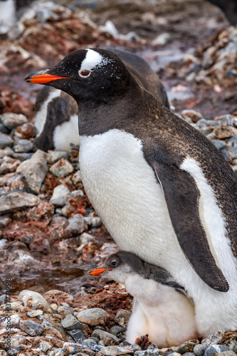 Fototapeta Naklejka Na Ścianę i Meble -  Gentoo Penguin Family Chick Yankee Harbor Antarctica