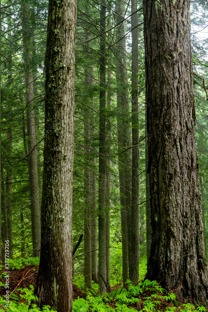 Idaho Cedar forest on a rainy morning