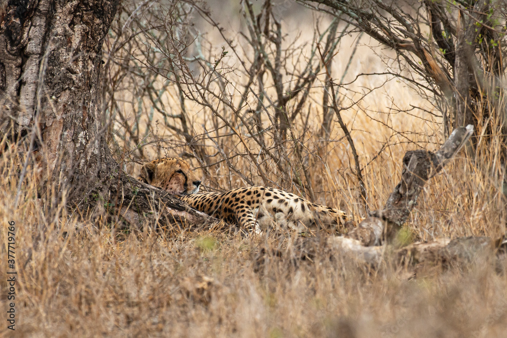 Guépard, cheetah, Acinonyx jubatus, Parc national Kruger, Afrique du Sud Guépard, cheetah, Acinonyx jubatus, Parc national Kruger, Afrique du Sud