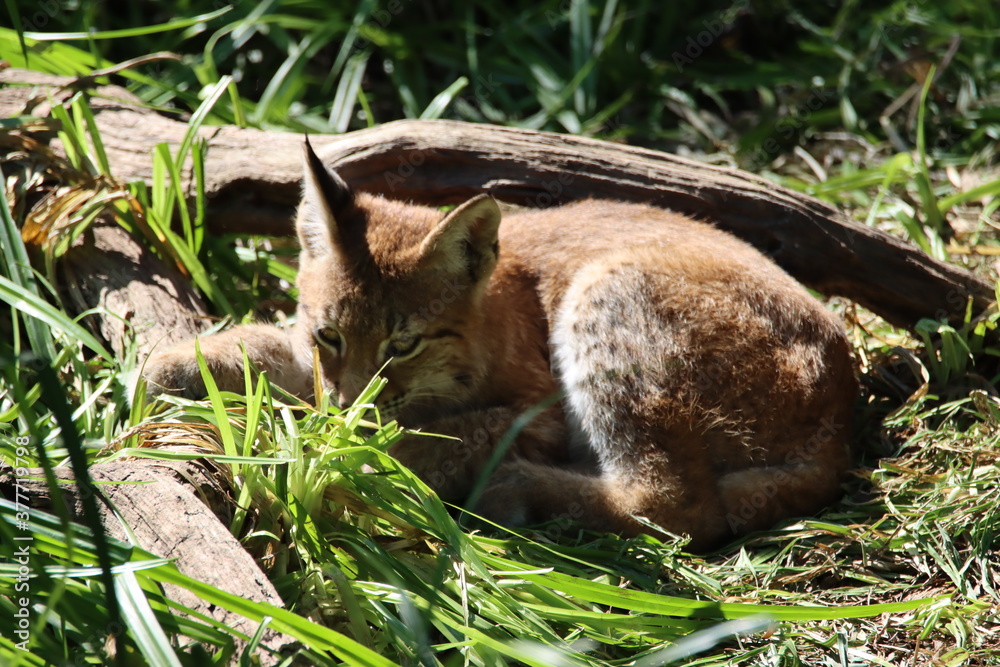 Fototapeta premium lynx