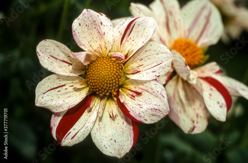 Dahlia, Dahlia 'Icare blanc strie pourpre Turc'