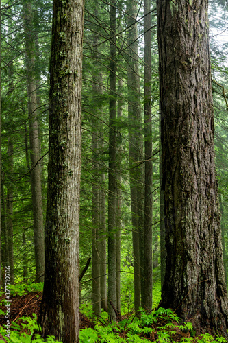 Idaho Cedar forest on a rainy morning