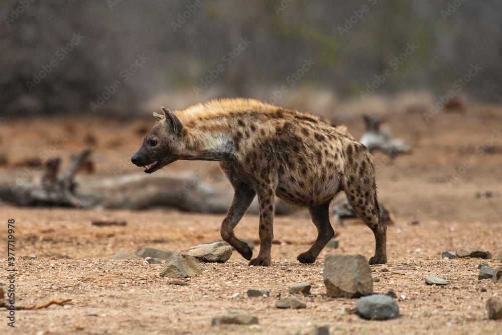 Hyène tachetée, Crocuta crocuta, Afrique du Sud Hyène tachetée, Crocuta crocuta, Afrique du Sud