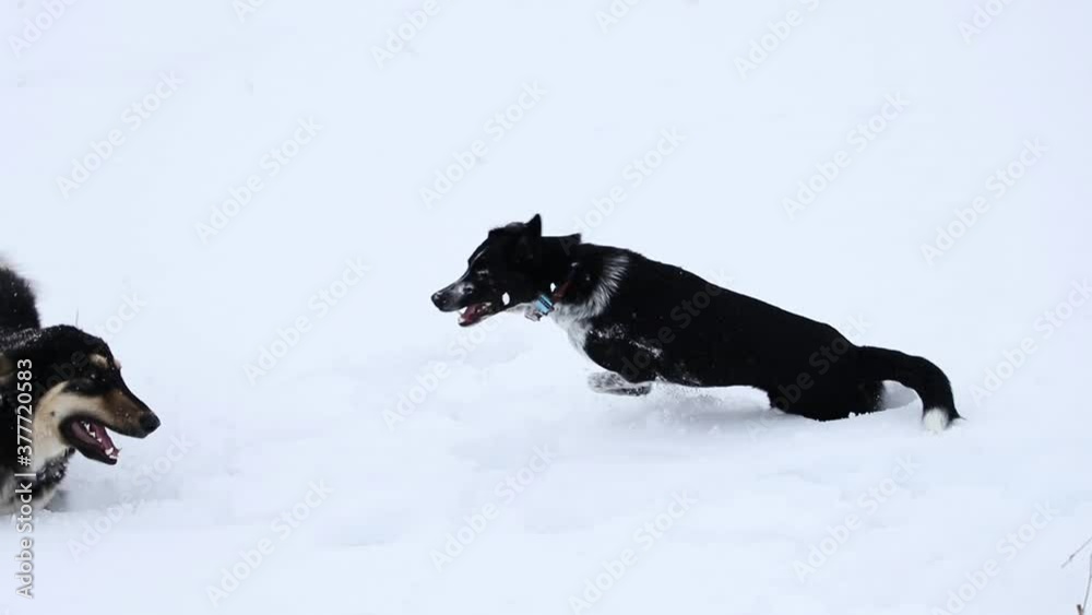 2 dogs playfully fighting in deep snow during a cloudy winter day. 2 dogs playfully fighting in deep snow during a cloudy winter day.