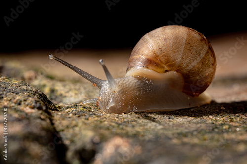 Helicinan Snail of the Family Bulimulidae photo