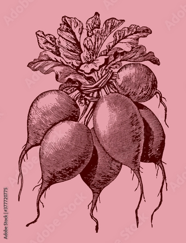 Group of red radishes bunched together, isolated on a pink background. Illustration after an antique engraving from the 19th century