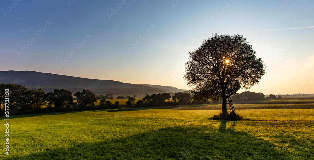 Fototapeta premium lonely tree at sunset time