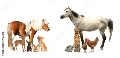 Collage with horse and other pets on white background. Banner design © New Africa