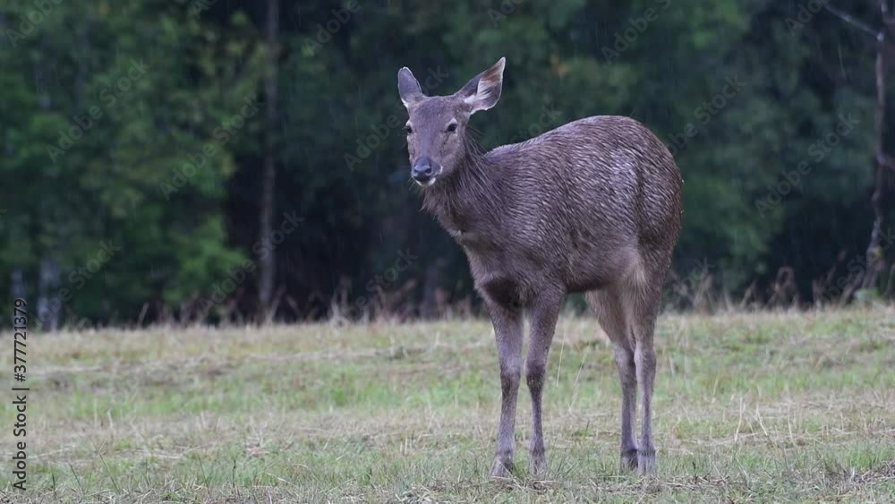 The Sambar Deer is a Vulnerable species due to habitat loss and hunting; the rain did not seem to bother this female Deer from chewing its cud, may be enjoying nature’s way of having a shower. The Sambar Deer is a Vulnerable species due to habitat loss and hunting; the rain did not seem to bother this female Deer from chewing its cud, may be enjoying nature’s way of having a shower.