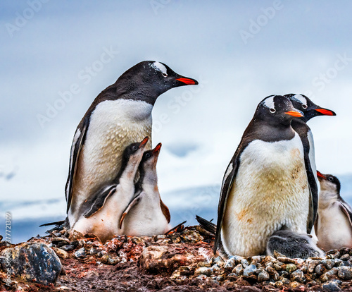 Gentoo Penguin Family Chick Yankee Harbor Antarctica