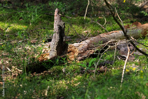 Decaying trunk of a fallen tree is on the ground