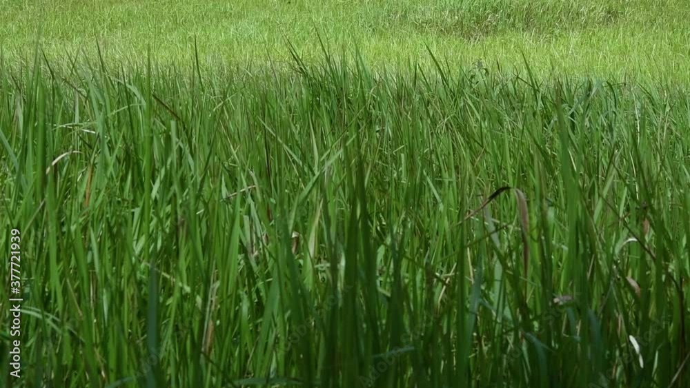 A perennial grass native to tropical and subtropical Asia and also introduced to several countries; can survive fire and rapidly colonize empty land areas, also known as the Kunai Grass. A perennial grass native to tropical and subtropical Asia and also introduced to several countries; can survive fire and rapidly colonize empty land areas, also known as the Kunai Grass.