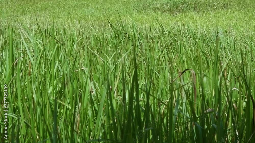 A perennial grass native to tropical and subtropical Asia and also introduced to several countries; can survive fire and rapidly colonize empty land areas, also known as the Kunai Grass. A perennial grass native to tropical and subtropical Asia and also introduced to several countries; can survive fire and rapidly colonize empty land areas, also known as the Kunai Grass.